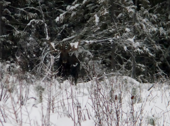 snowy moose 2 Fauquier, British Columbia Canada