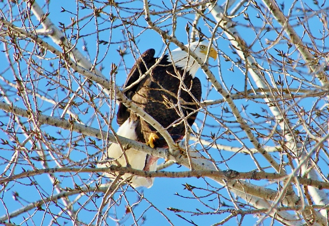 Bald Eagle Sarnia Bay Sarnia, Ontario Canada