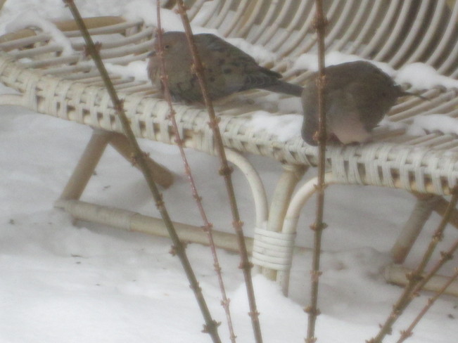 Couple of Doves St. Catharines, Ontario Canada