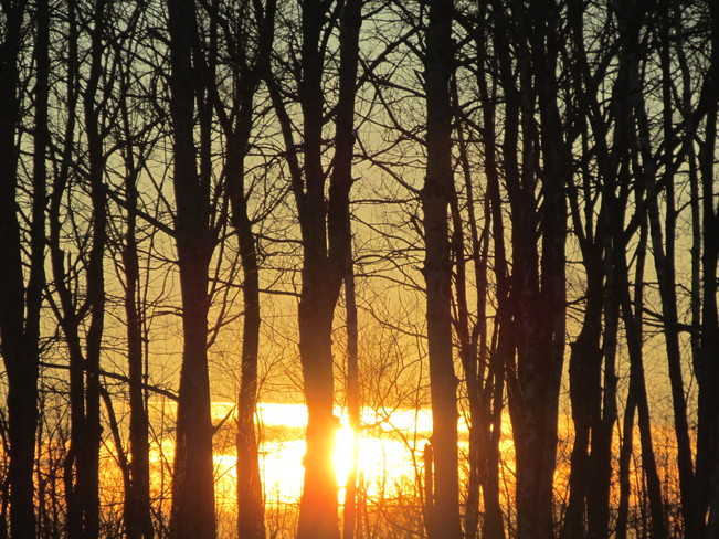 Sun's beaming through the trees Moncton, New Brunswick Canada
