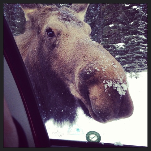 curious moose Kananaskis, Alberta Canada
