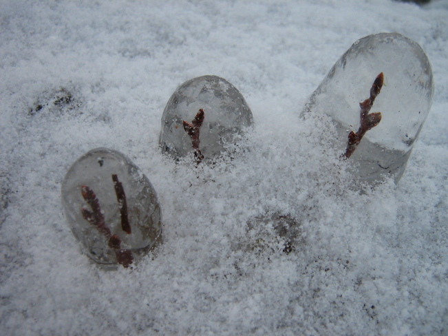 Snow Globes Springdale, Newfoundland and Labrador Canada
