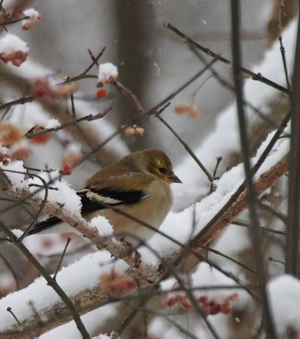 Goldfinch sheltering Mississauga, Ontario Canada