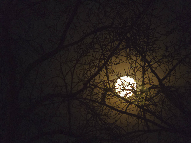 Full moon behind branches Calgary, Alberta Canada