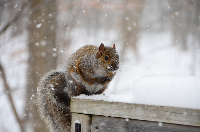 Squirrel in the snow Streetsville, Ontario Canada