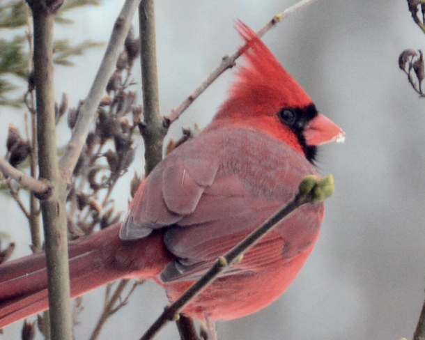 Cardinal Delhi, Ontario Canada