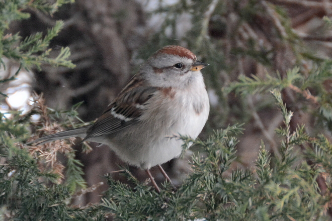 Tree Sparrow Delhi, Ontario Canada