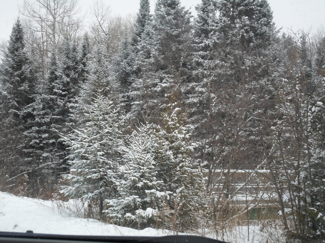 Evergreen Trees and lots of snow Elliot Lake, Ontario Canada