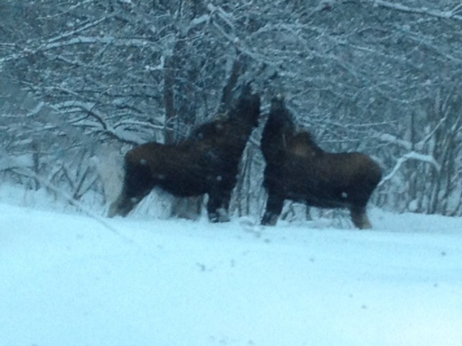 moose Appleton, Newfoundland and Labrador Canada