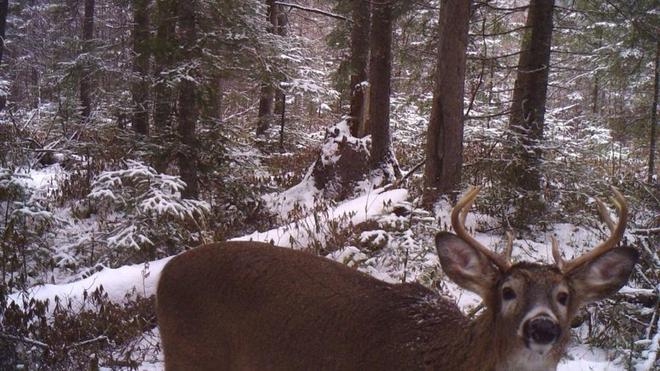 Winter Deer Thunder Bay, Ontario Canada