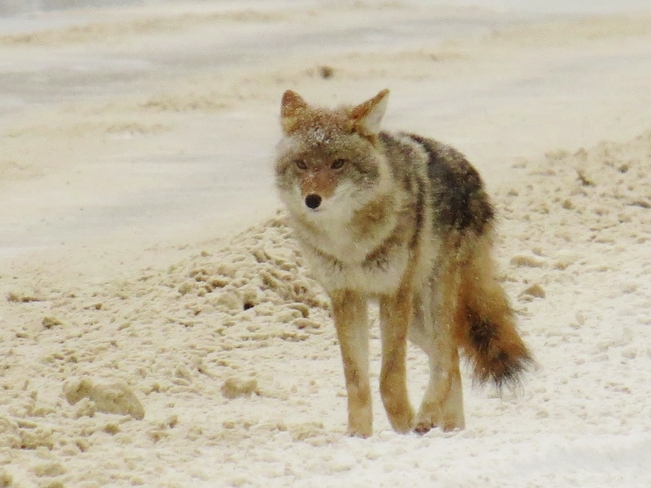Coyote in the cold North Fort Mackay, Alberta Canada