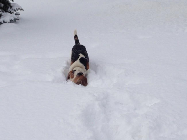 Beagle vs snow Belleville, Ontario Canada