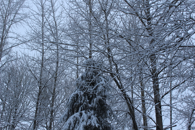 Snowy Tree's Abbotsford, British Columbia Canada