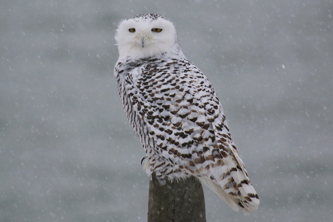 Snowy Owl Richmond, British Columbia Canada