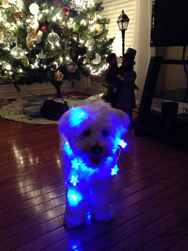Puppy caught playing with lights London, Ontario Canada