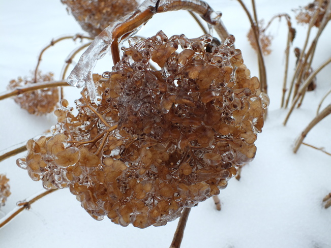 Hydrangea in winter Brampton, Ontario Canada