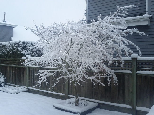 Snow in the backyard ! Richmond, British Columbia Canada