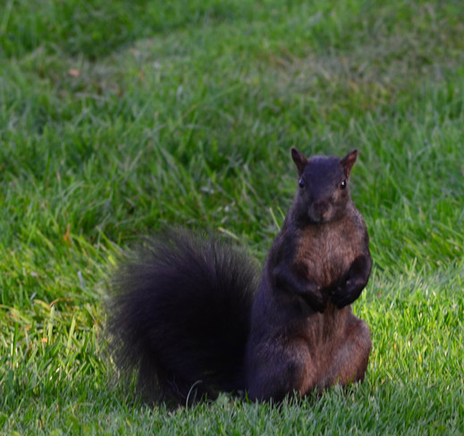 Squirrel Brampton, Ontario Canada