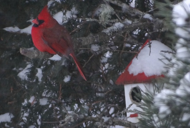 snowy cardinal Saint John, New Brunswick Canada