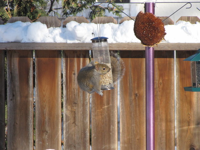 Squirrel trying to sneak some peanuts Winnipeg, Manitoba Canada