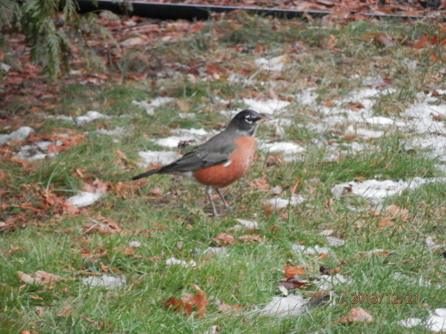 Robins in December Chatham, Ontario Canada