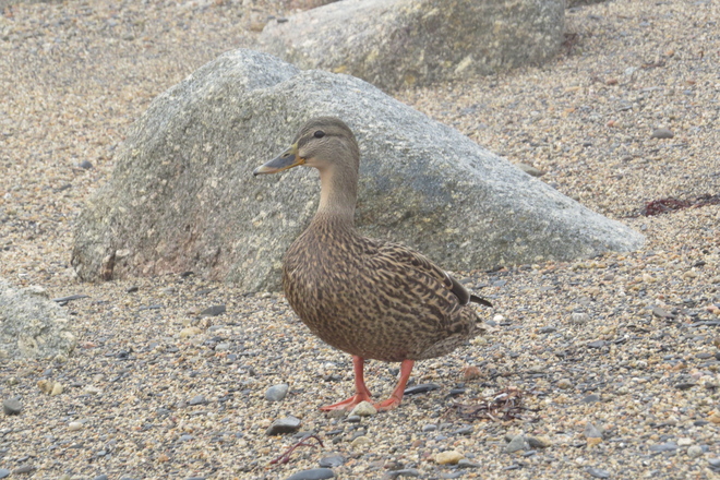 Serene Duck :) Chester, Nova Scotia Canada