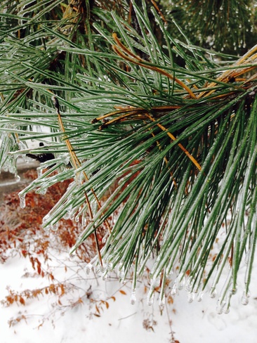 icy pine needles Burlington, Ontario Canada