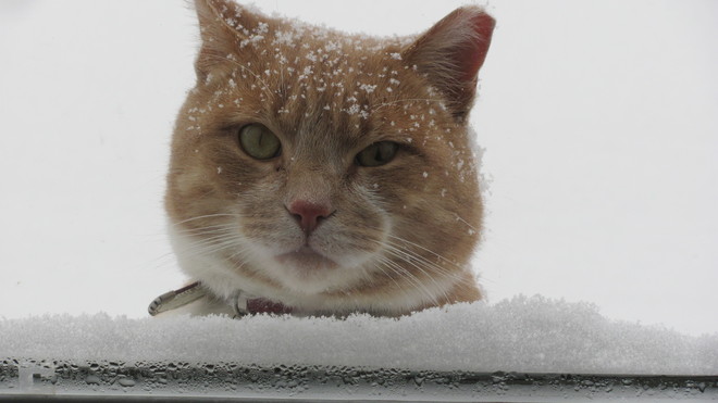 I'm not sure i like this snow Milton, Ontario Canada