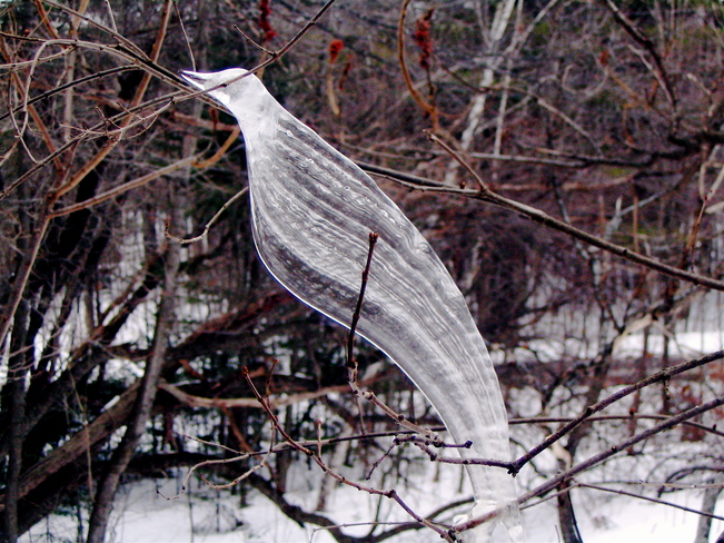 Ice bird Chelsea, Quebec Canada