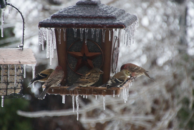 Finches cutting thru the ice Ancaster, Ontario Canada