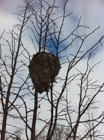 empty nest Amherstburg, Ontario Canada