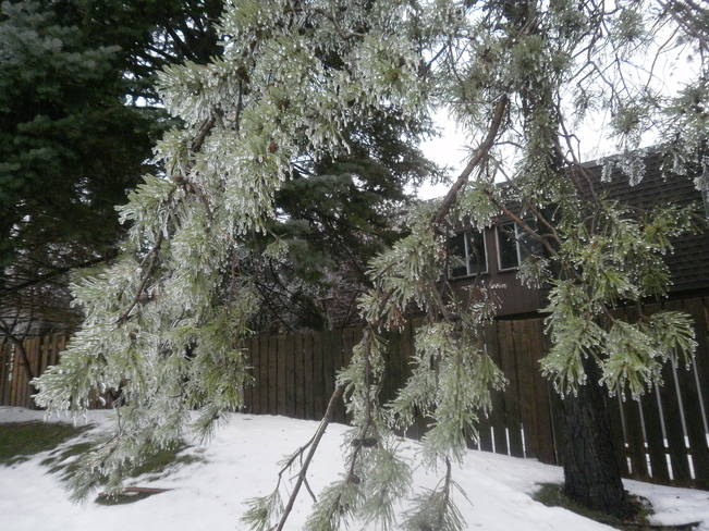 frozen tree Burlington, Ontario Canada