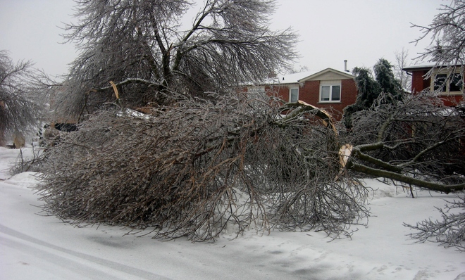 Tree Damage Bolton, Ontario Canada