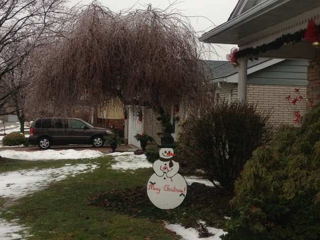 Icy Christmas Tree Aylmer, Ontario Canada