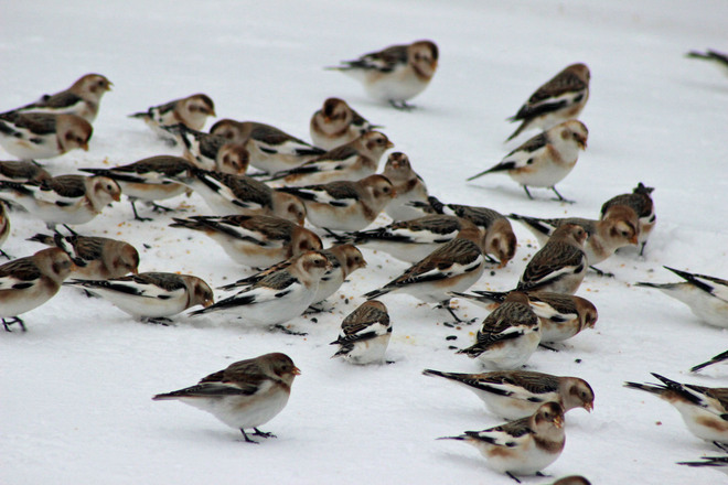 Snowbirds in Green Meadows Green Meadows, Prince Edward Island Canada