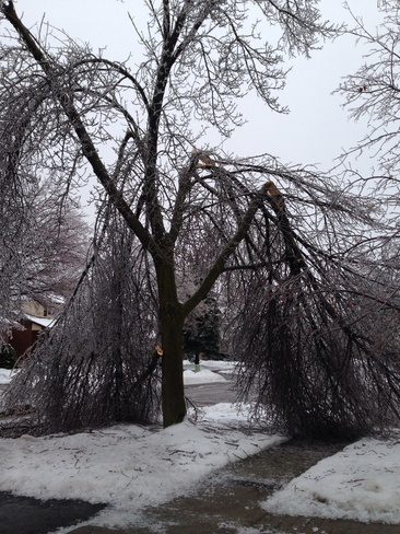 Icy tree Kitchener, Ontario Canada