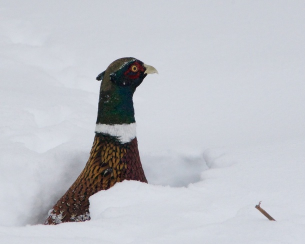 Male pheasant in snow Moncton, New Brunswick Canada
