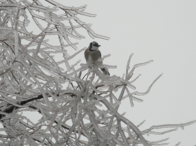 Blue Jay in an icy tree Inverary, Ontario Canada