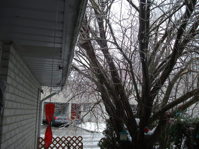 My tree at end of patio Kitchener, Ontario Canada