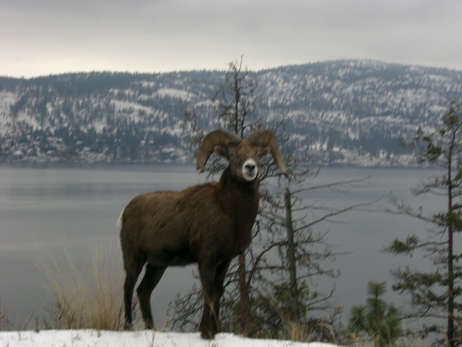 big horn sheep West Kelowna, British Columbia Canada