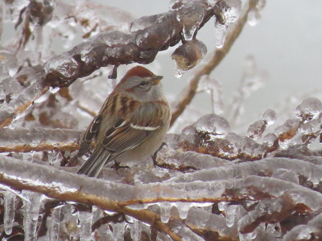 Tree Sparrow in Ice Storm Guelph, Ontario Canada