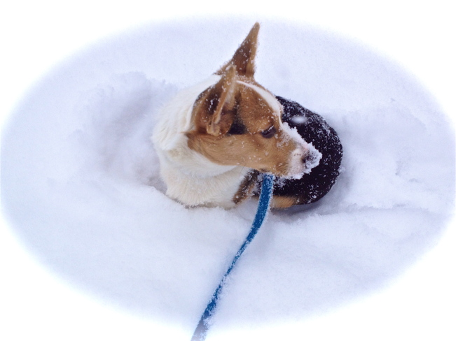 Sir Eddie - Snow dog Toronto, Ontario Canada