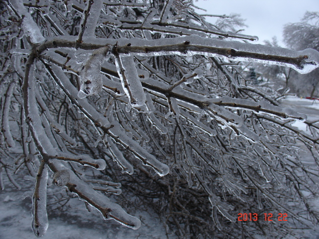 Solid Frozen Tree Courtice, Ontario Canada