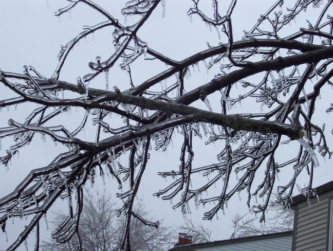 Icy Branches Mississauga, Ontario Canada