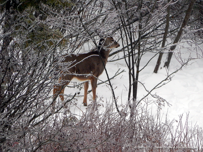 Deer in freezing rain Saint John, New Brunswick Canada