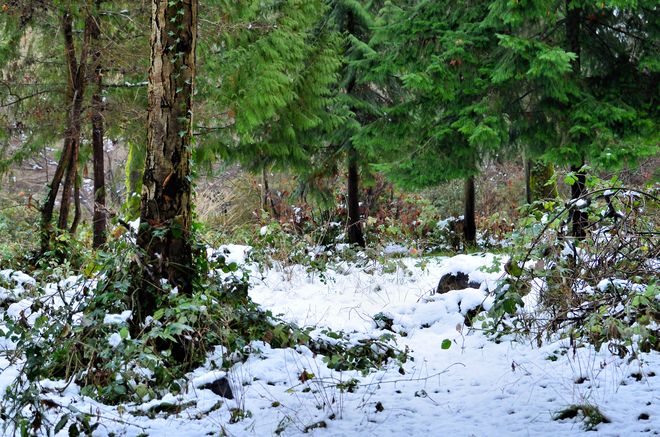 Winter in the Woods Vancouver, British Columbia Canada