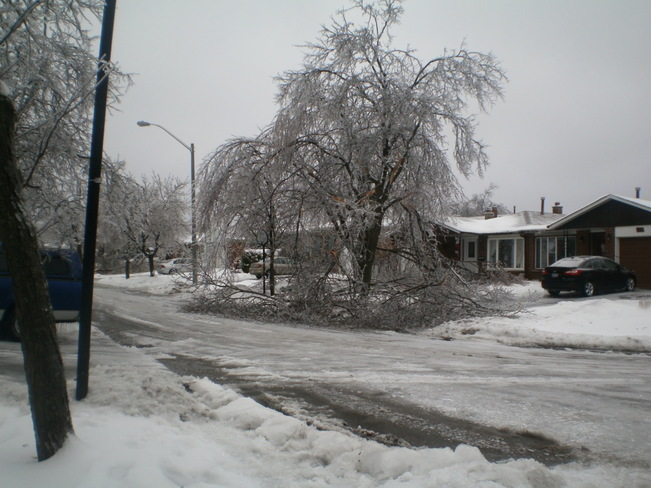 Poor Trees Brampton, Ontario Canada