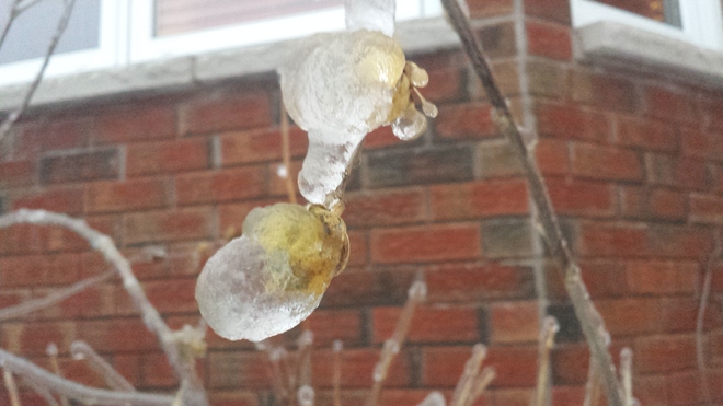 Ice bulb Newmarket, Ontario Canada