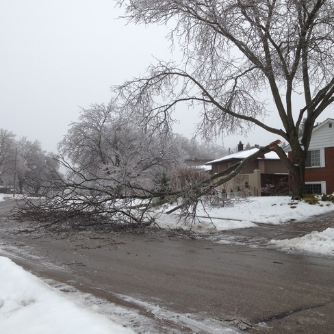 Fallen branch obstructing street Cambridge, Ontario Canada