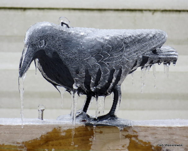 ice crow Kitchener, Ontario Canada
